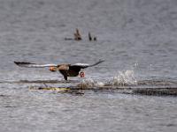Graugans beim Abflug